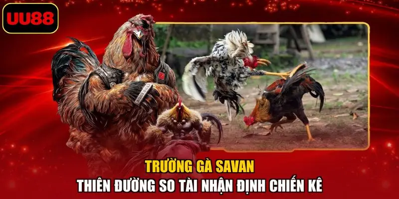Trường Gà Savan – Thiên Đường So Tài Nhận Định Chiến Kê